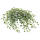 Дихондра