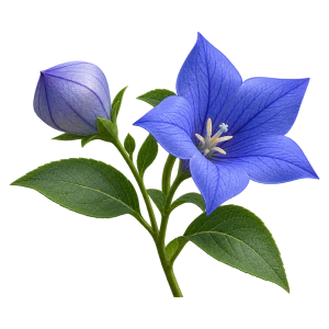 Платикодон Sakata.Flowers