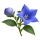 Платикодон Sakata.Flowers