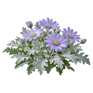 Цинерария Sakata.Flowers