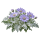 Цинерария Sakata.Flowers