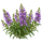 Ангелония