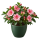Горшечные Sakata.Flowers