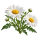 Нивяник