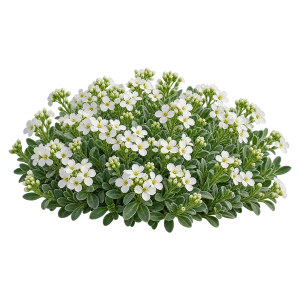 Арабис кавказкий