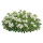 Арабис кавказкий
