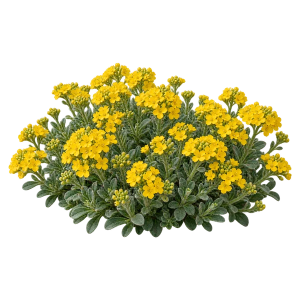  Ауриния