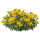  Ауриния