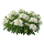 Иберис