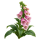 Наперстянка