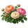 Ранункулюс Sakata.Flowers