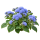 Агератум
