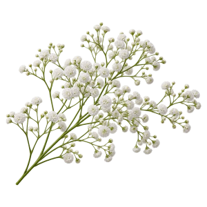 Гипсофила Sakata.Flowers