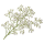Гипсофила Sakata.Flowers