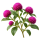  Гомфрена Sakata.Flowers