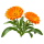 Календула Sakata.Flowers
