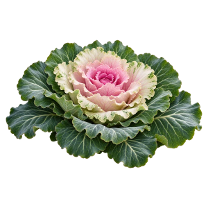Капуста декоративная Sakata.Flowers