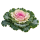 Капуста декоративная Sakata.Flowers