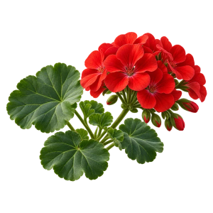  Пеларгония