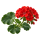 Пеларгония