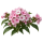 Флокс