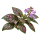 Гипоэстес Sakata.Flowers