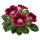 Глоксиния Sakata.Flowers