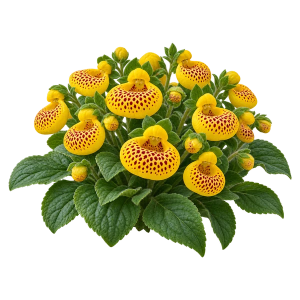 Кальцеолярия Sakata.Flowers