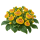 Кальцеолярия Sakata.Flowers