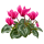 Цикламен