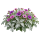 Цинерария гибридная