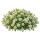 Лобулярия
