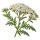 Тысячелистник