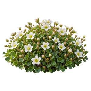 Камнеломка