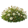 Камнеломка
