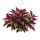 Альтернантера