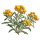 Гелихризиум