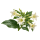 Табак Sakata.Flowers