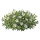 Аренария