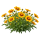 Кореопсис