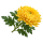 Хризантема
