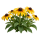 Рудбекия