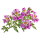 Схизантус