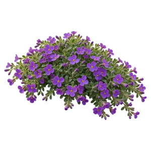 Обриета