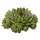 Молодило