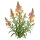 Линария