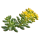 Седум