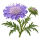 Скабиоза