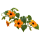 Тунбергия