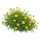 Тимофилла